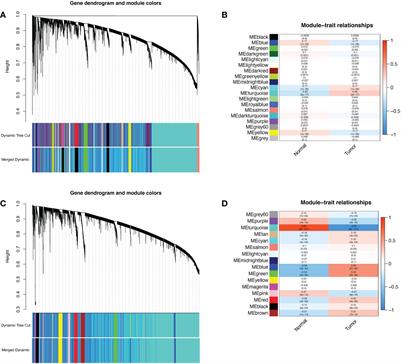 Shared sex hormone metabolism-related gene prognostic index between breast and endometrial cancers